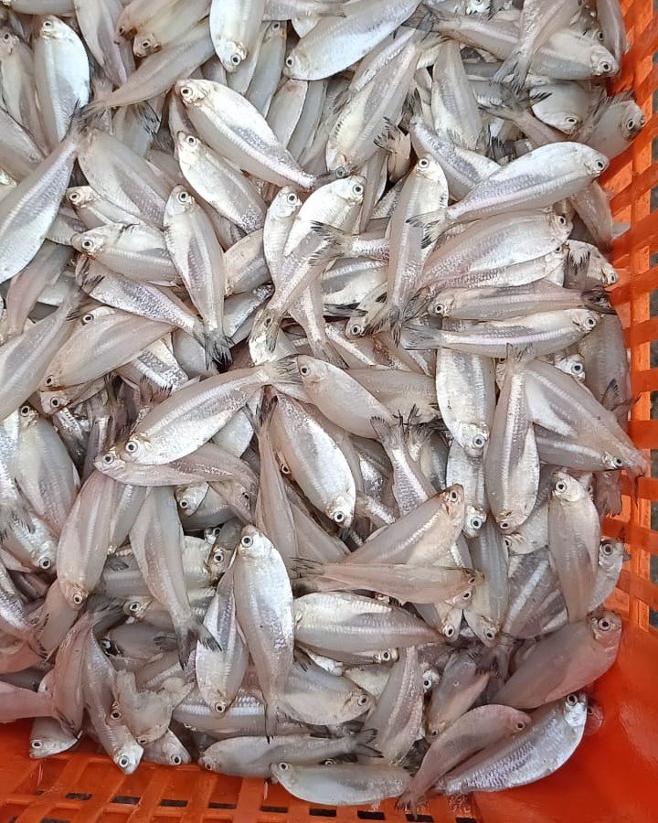 Anchovies