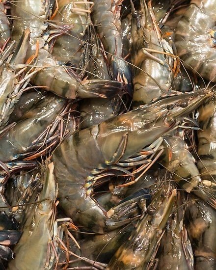 Tiger Prawn